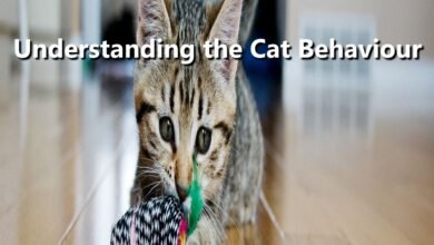 understanding the cat behaviors
