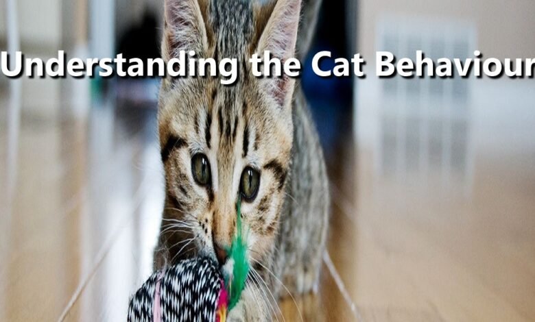 understanding the cat behaviors