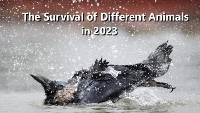 The Survival Instincts of Different Animals in 2023
