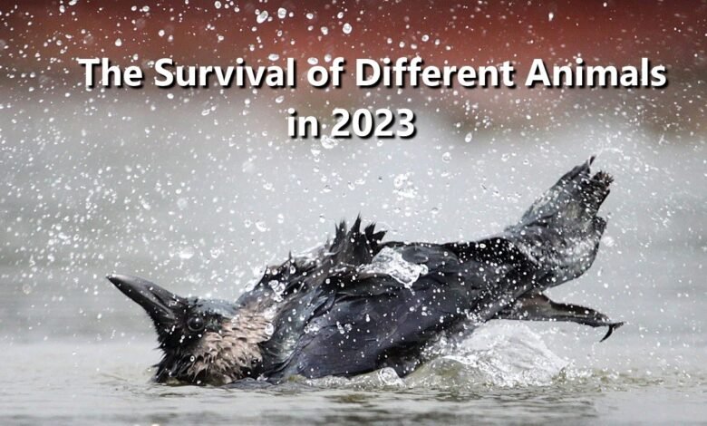 The Survival Instincts of Different Animals in 2023