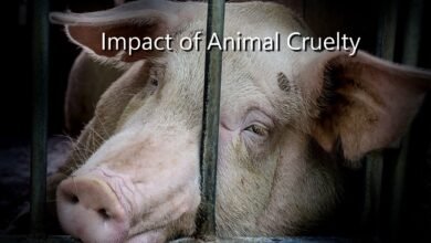 The Impact of Animal Cruelty: Understanding the Cost of Inhumanity