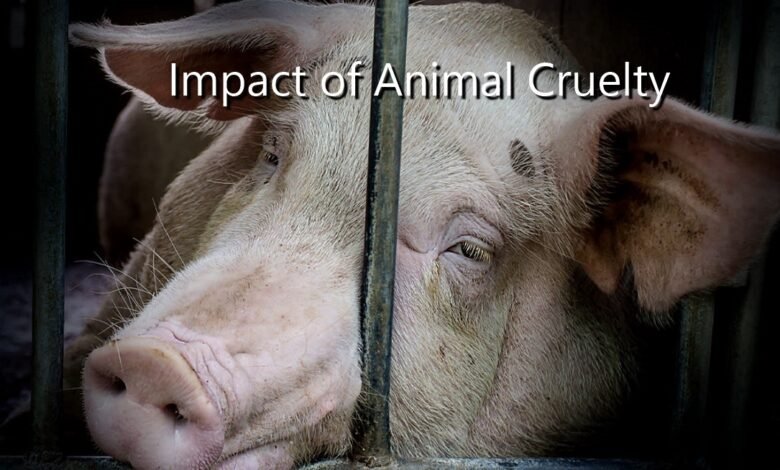 The Impact of Animal Cruelty: Understanding the Cost of Inhumanity