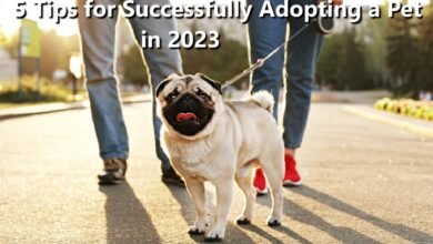 5 Tips for Successfully Adopting a Pet in 2023