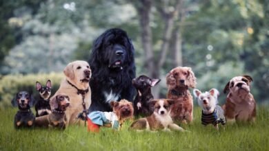 Top 6 Popular Dogs in 2023