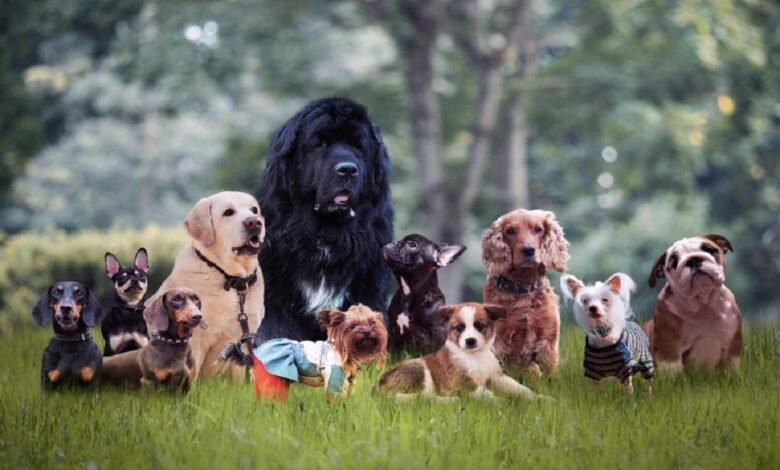 Top 6 Popular Dogs in 2023
